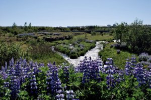 © Helgi Viðar Hilmarsson